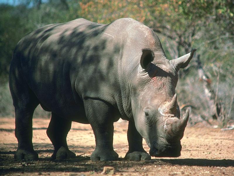BlackRhinoceros_16.jpg