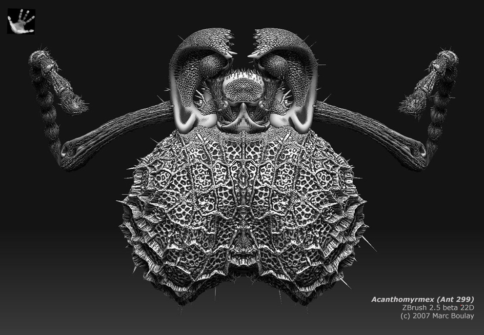 acanthomyrmex_04.jpg