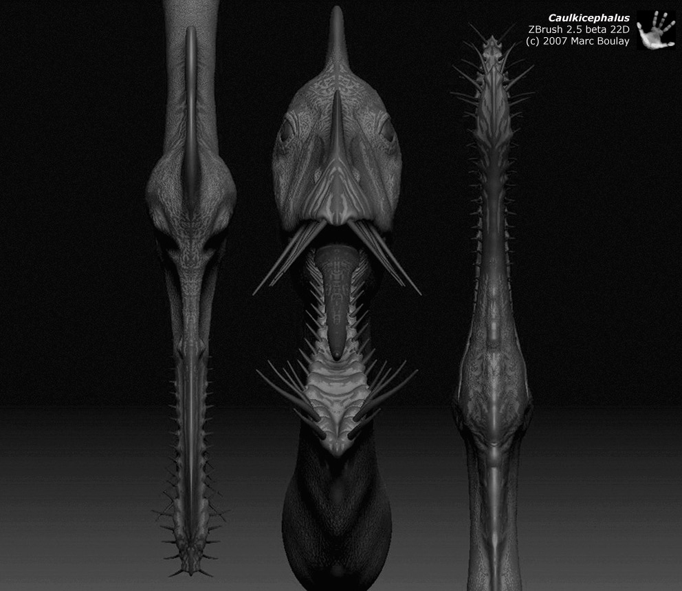 caulkicephalus_02.jpg
