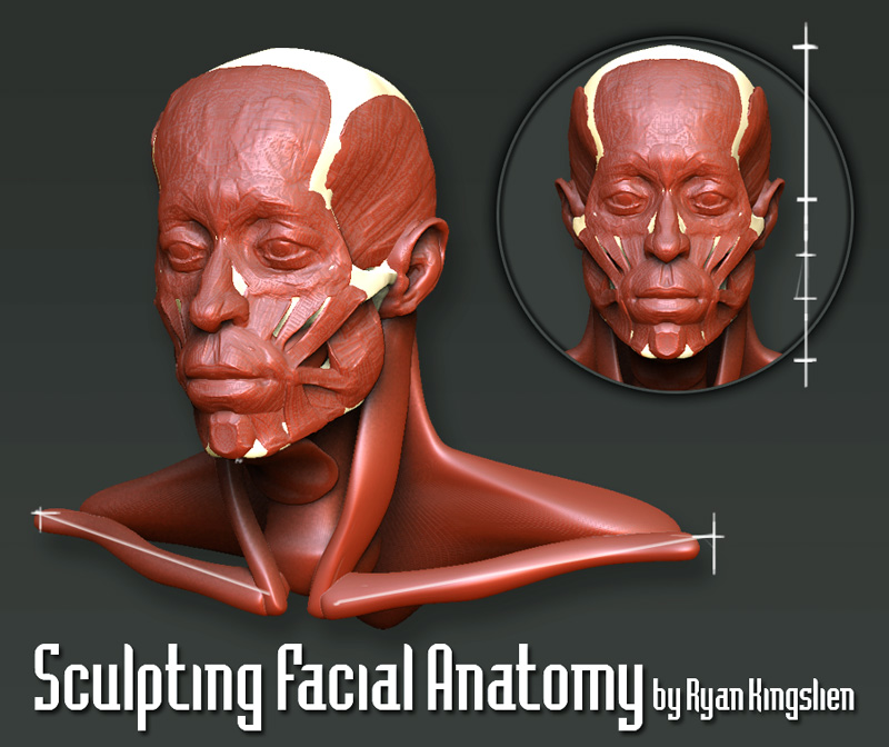 anatomytools zbrush head