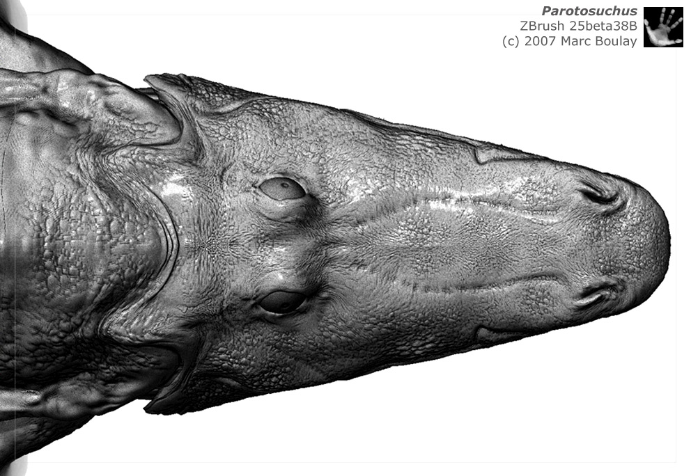 Parotosuchus_03.jpg