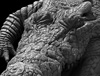 Thumb1.jpg