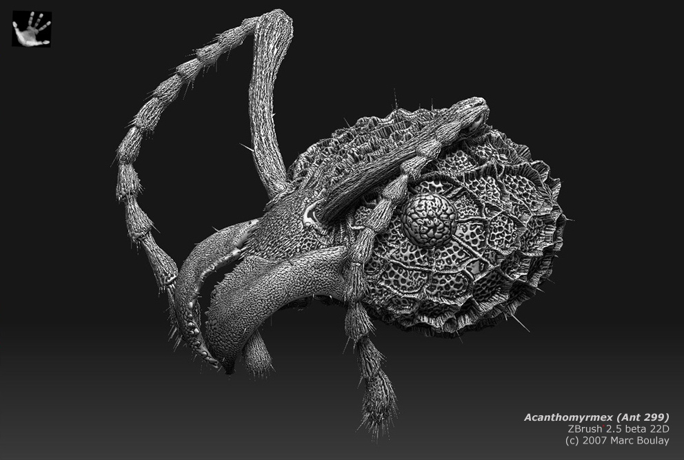 acanthomyrmex_05.jpg