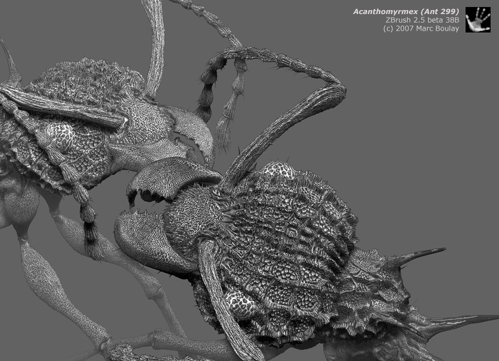 acanthomyrmex_010.jpg