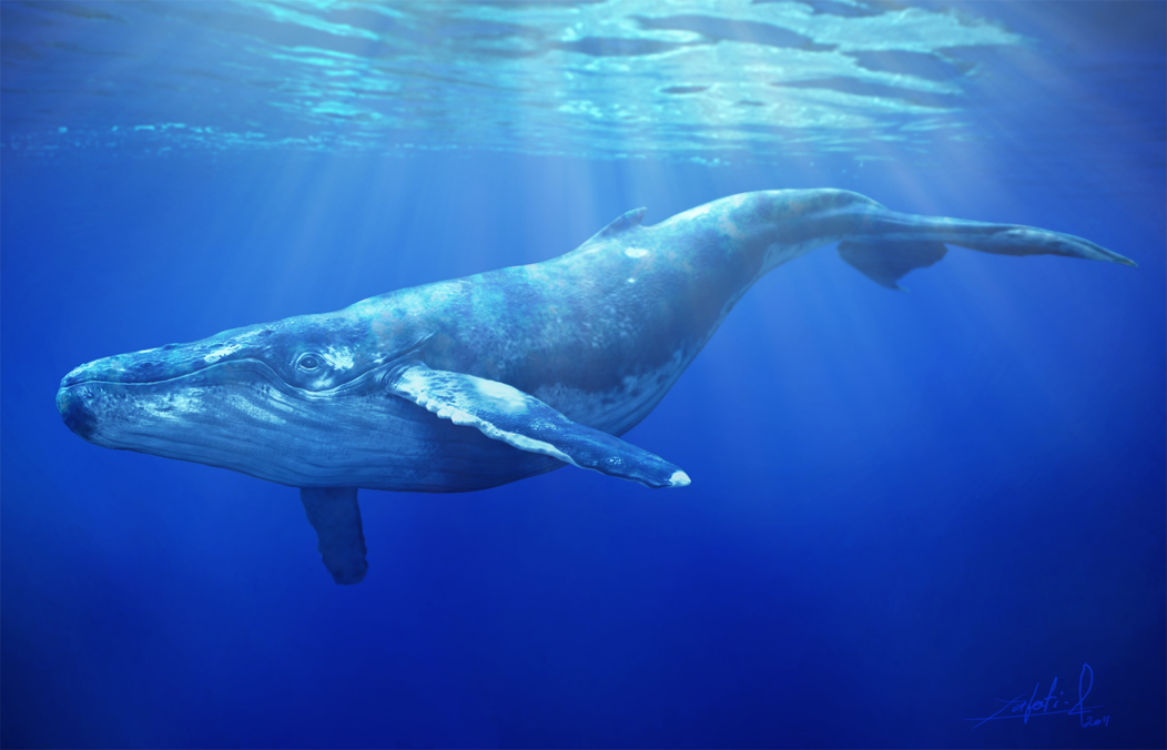 baleine cg.jpg