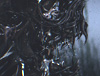 icon1.jpg