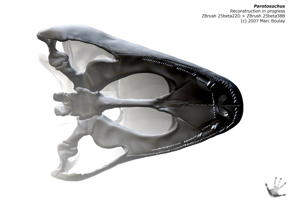 Parotosuchus_01.jpg