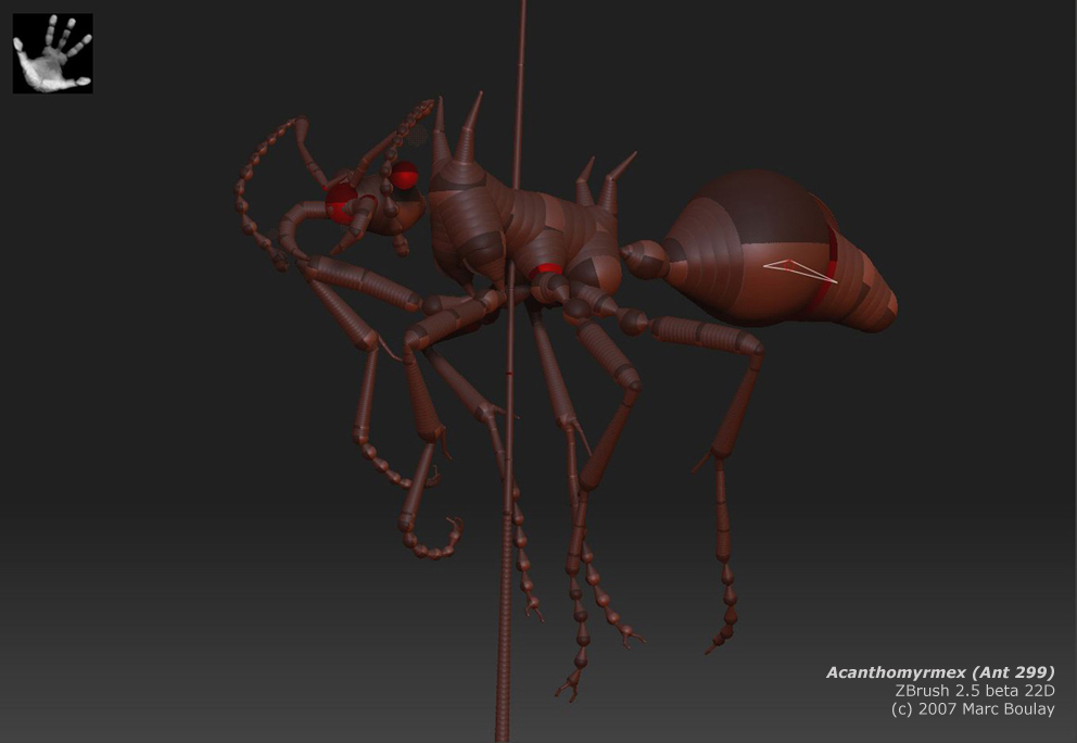 acanthomyrmex_01.jpg