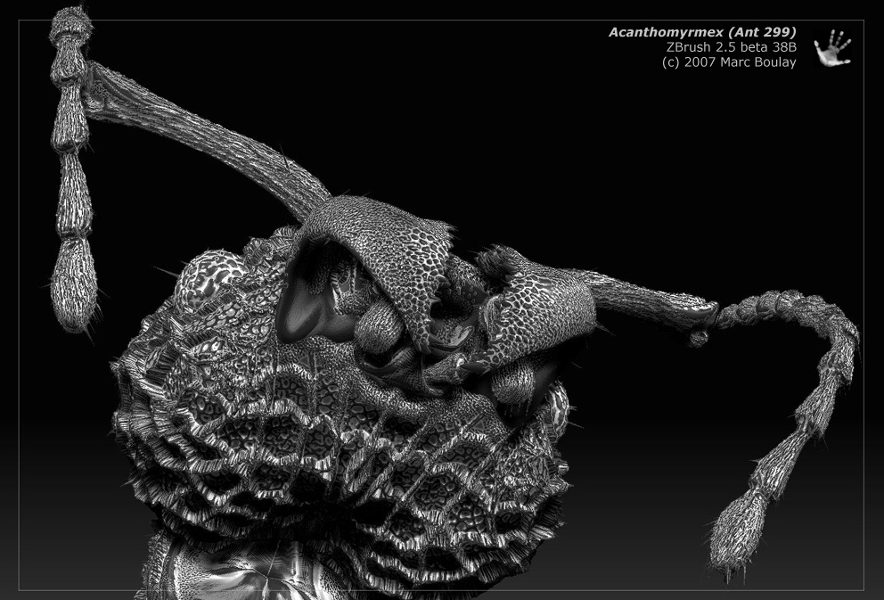 acanthomyrmex_09.jpg