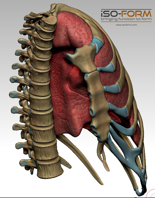 Lung 02.jpg