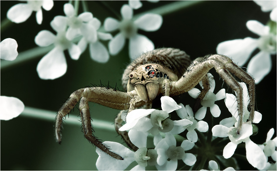 darth_shelob.jpg