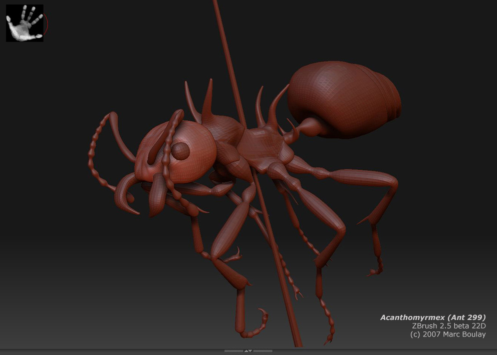 acanthomyrmex_02.jpg