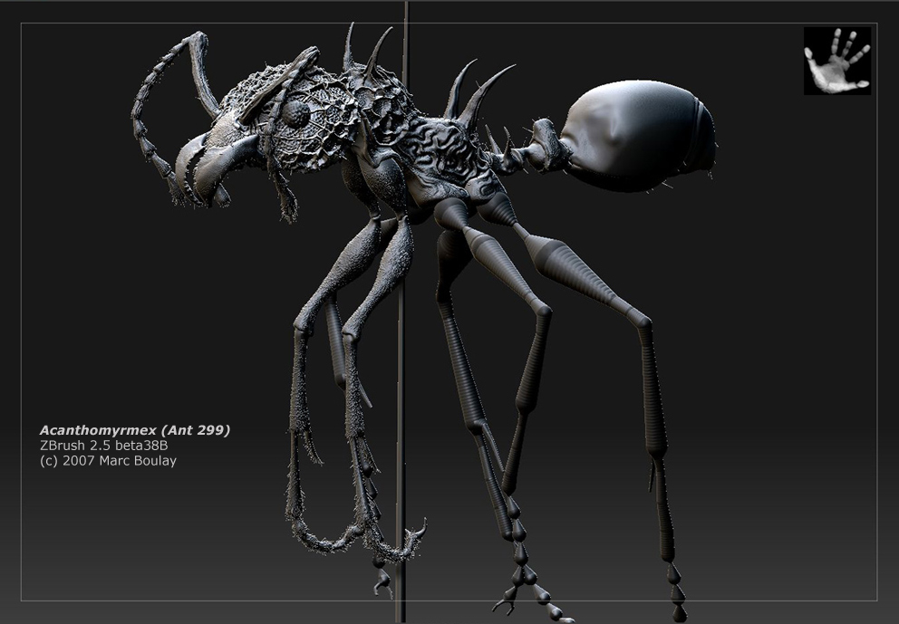 acanthomyrmex_03.jpg