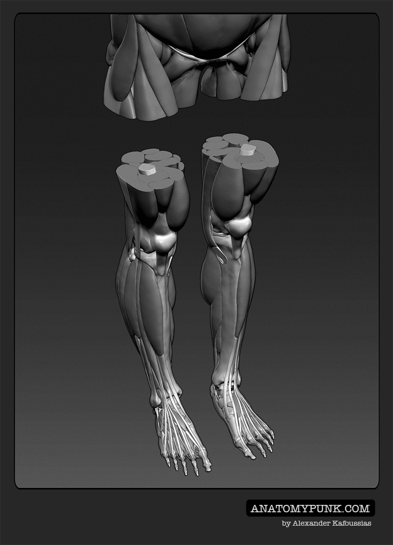 Muscles13_anatomypunk.jpeg