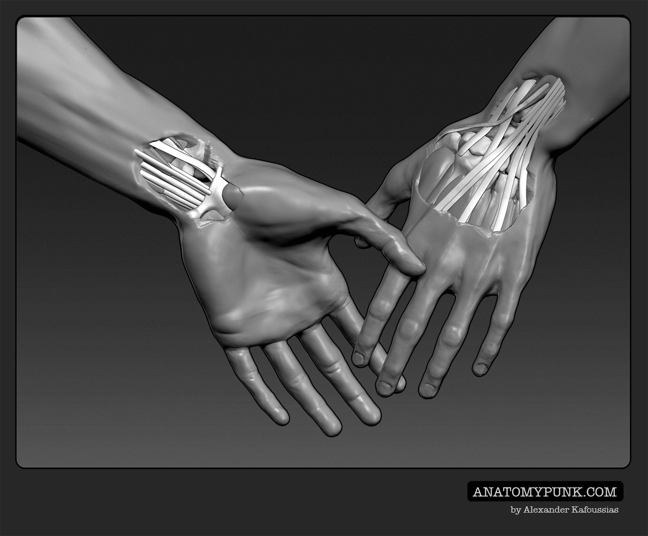Muscles15_anatomypunk.jpeg