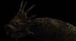 DRAGON SPOTLIGHT 19.jpg