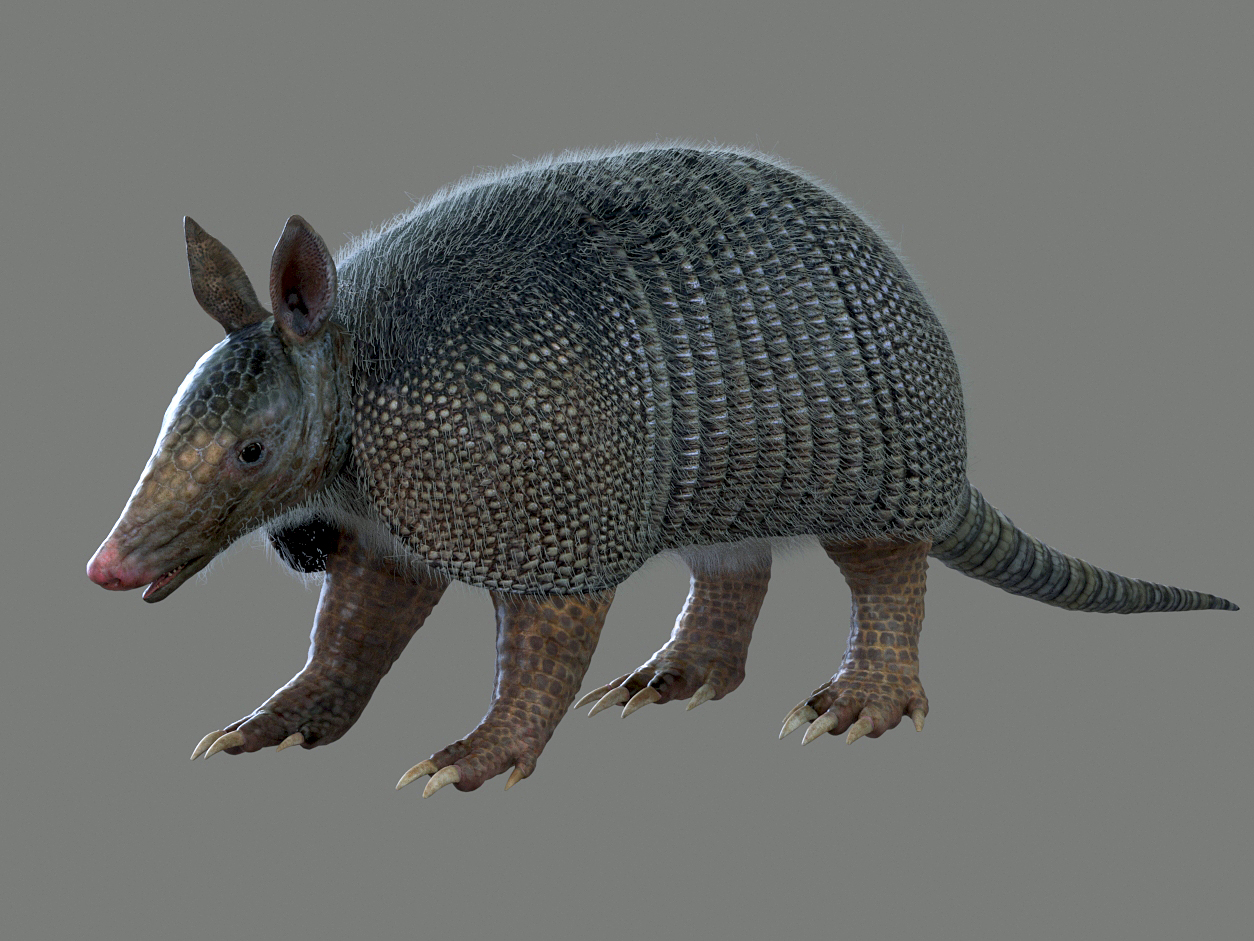 ARMADILLO09.jpg