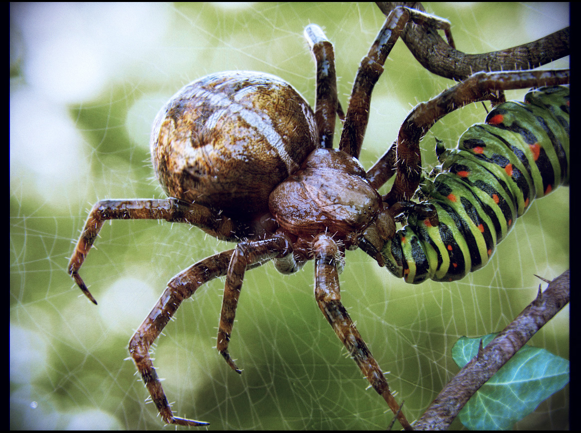 caterpillar-vs-spider3d.jpg