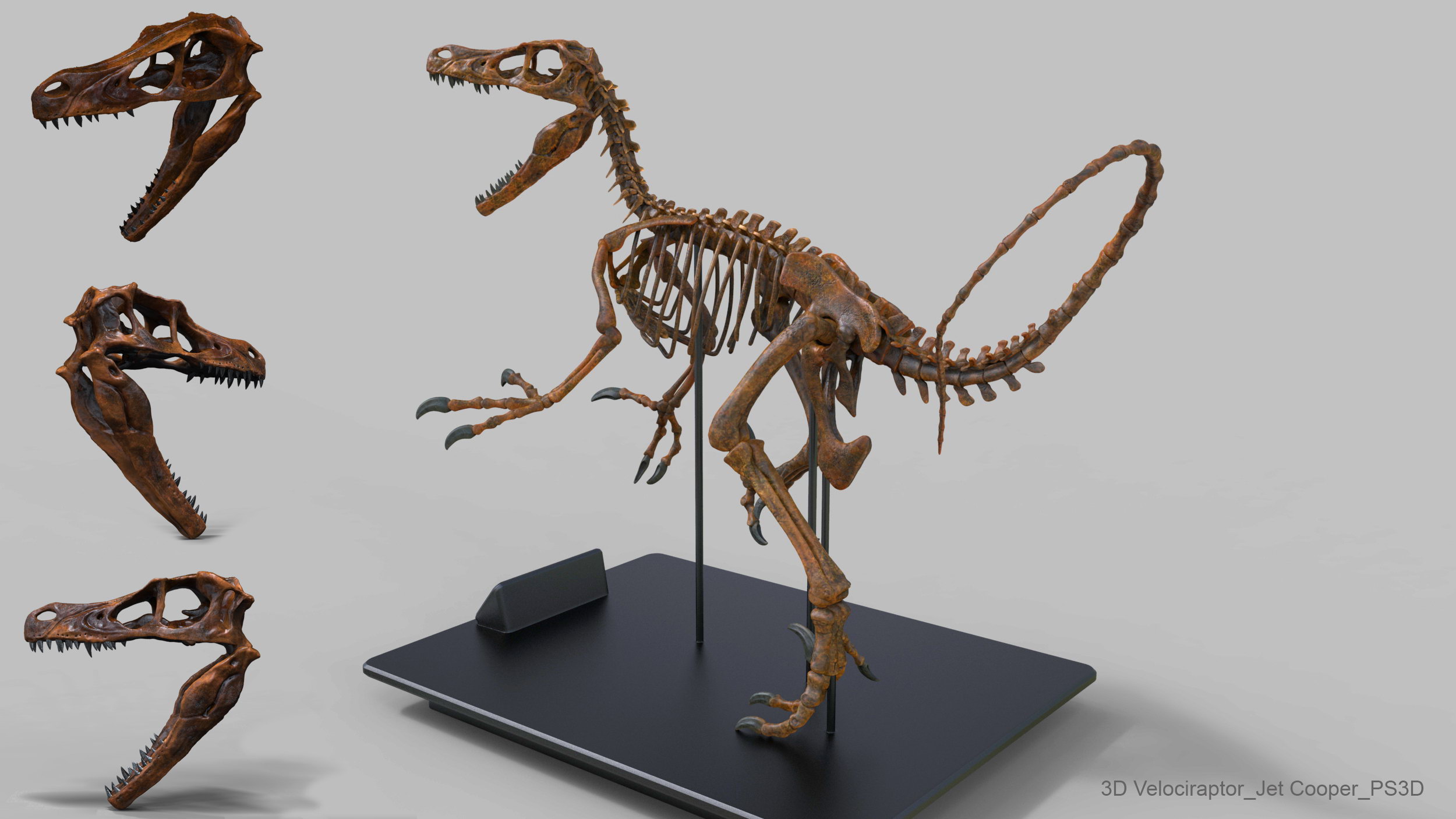 Raptor.169.jpg