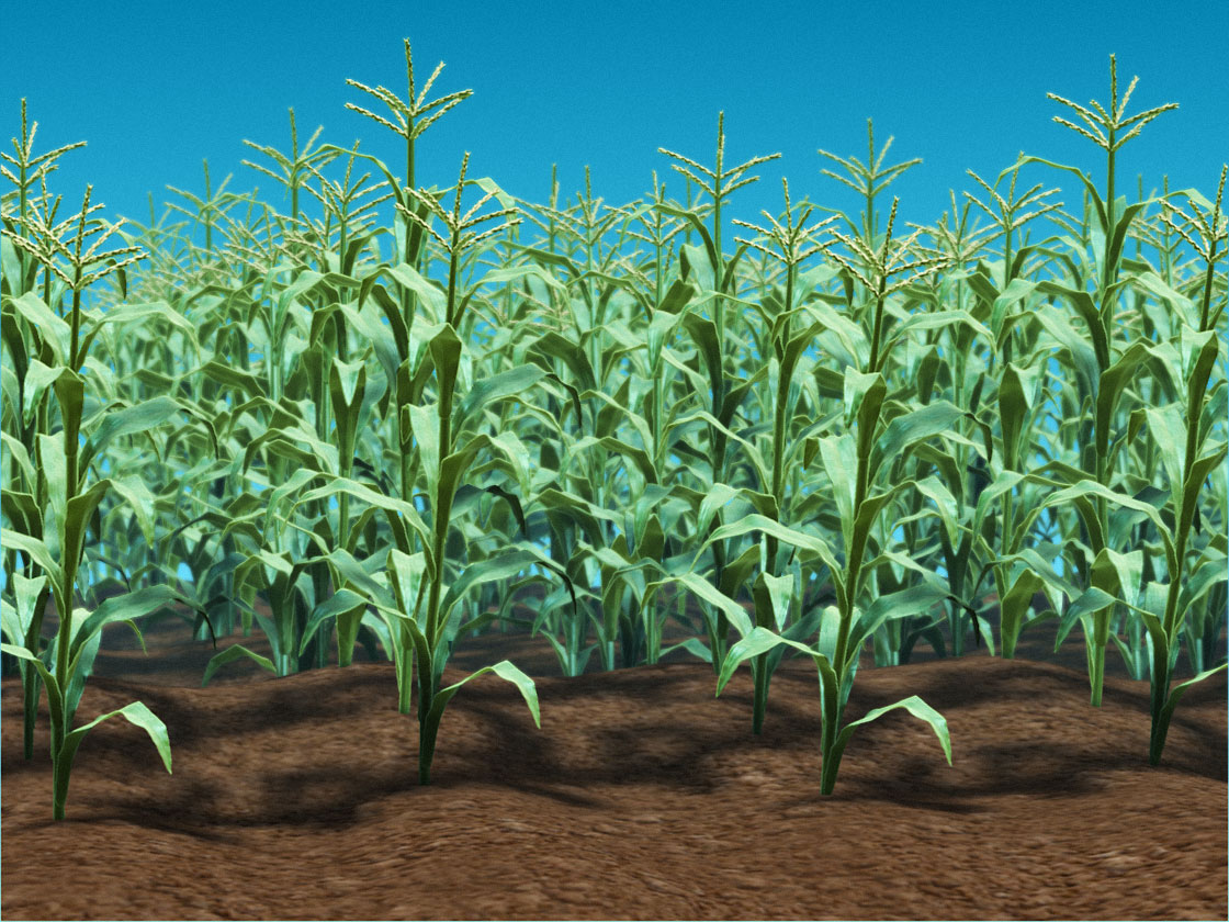 Cornstalks.jpg