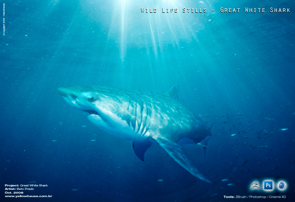 Shark_beto_ok_3.jpg