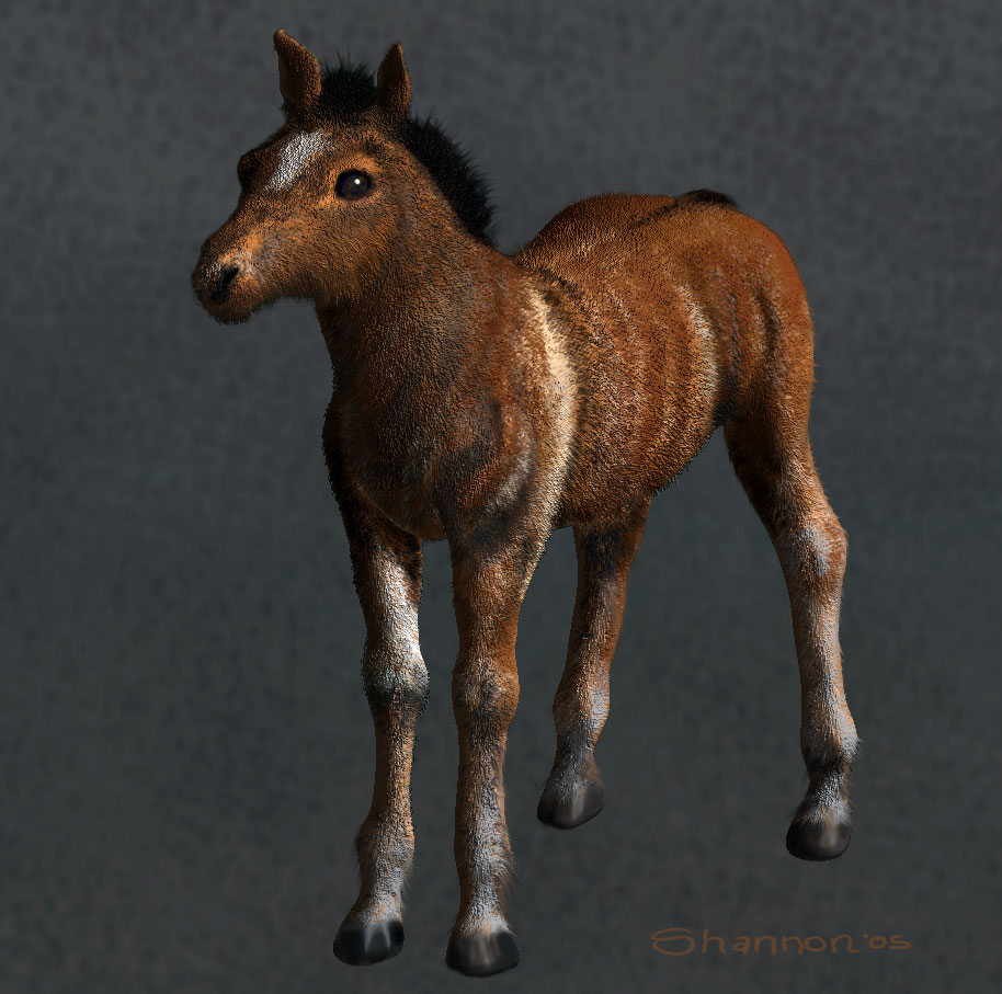 ShaggyMustangFoal.jpg