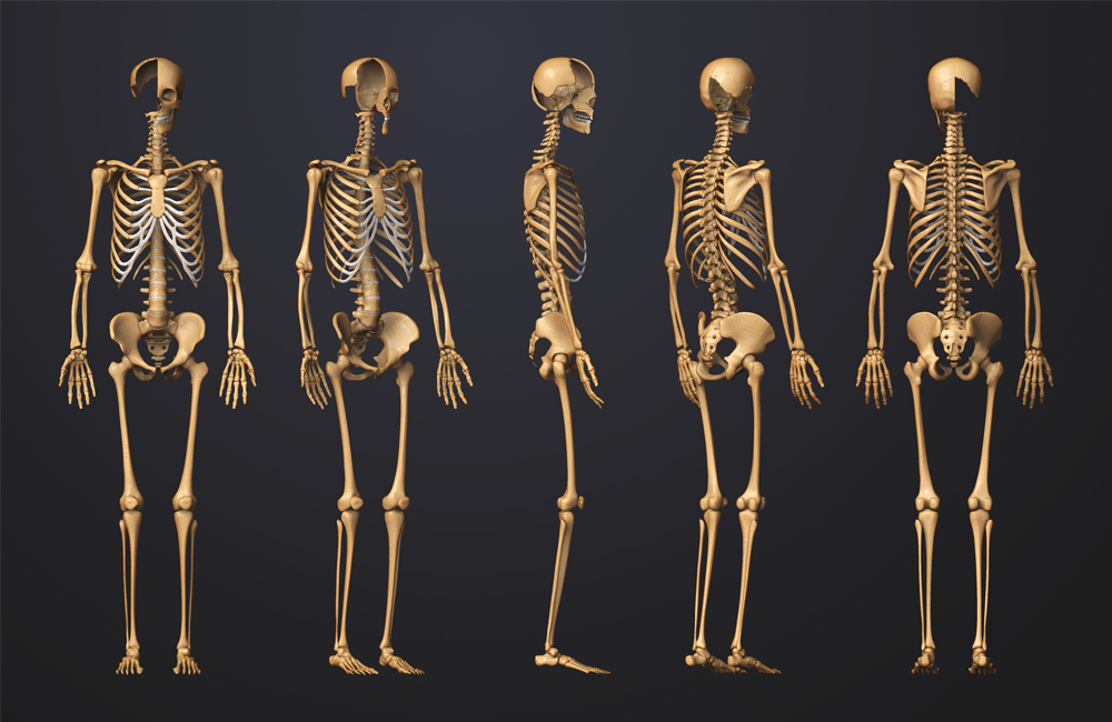 skeletonillustration.jpg