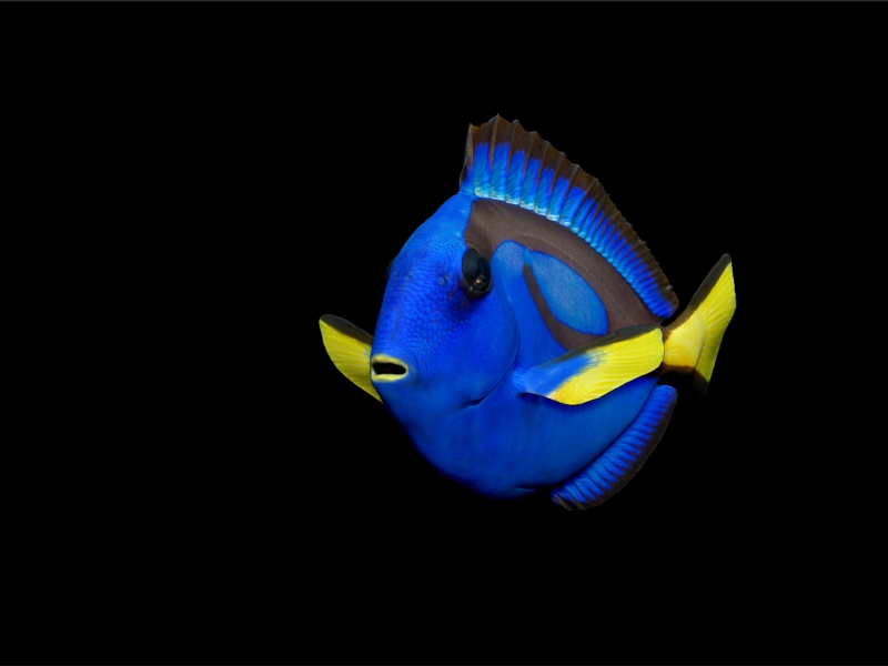 BlueTang_2AE.jpg