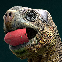 TortoiseWebThumbLg.jpg