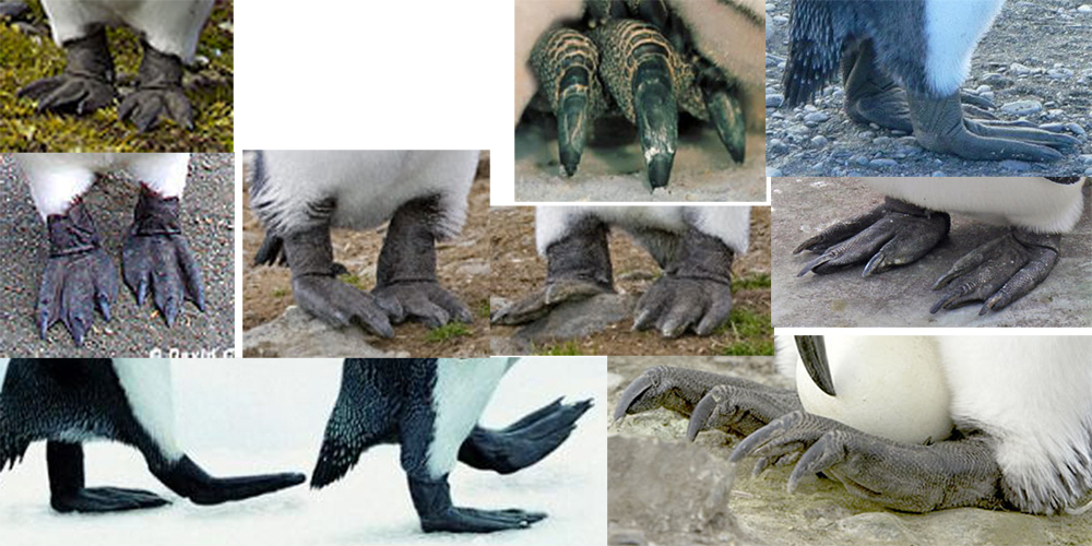 slaptPengFoot.jpg