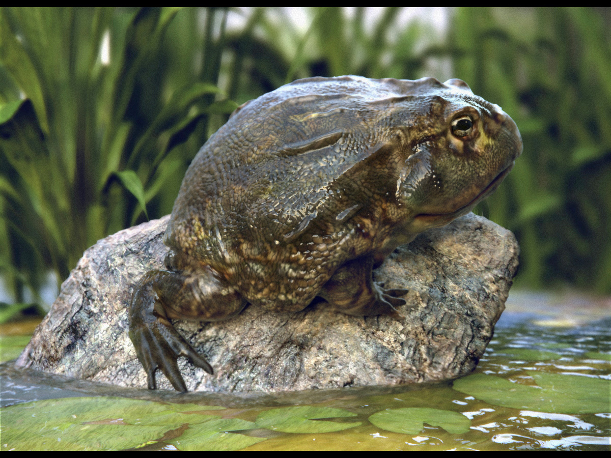 frog_ZB1.jpg