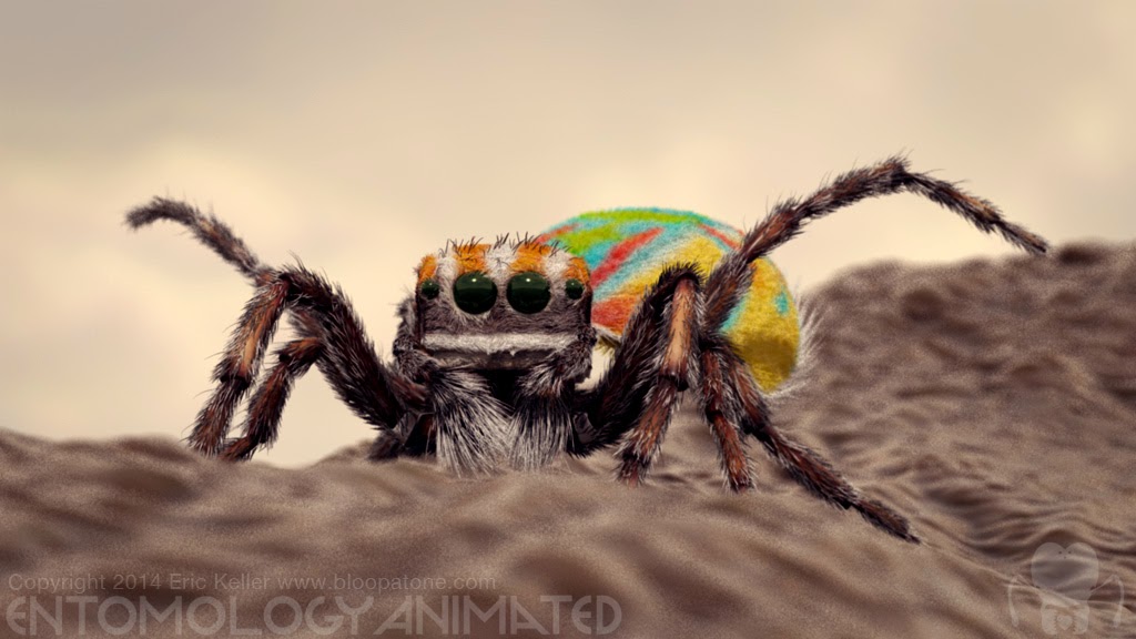 peacockSpider_test_render04.jpg