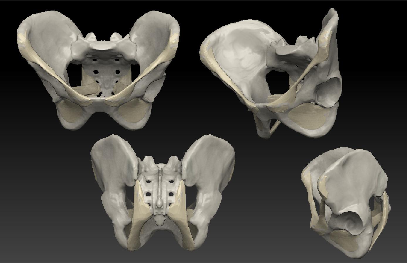 Pelvis_complete.jpg