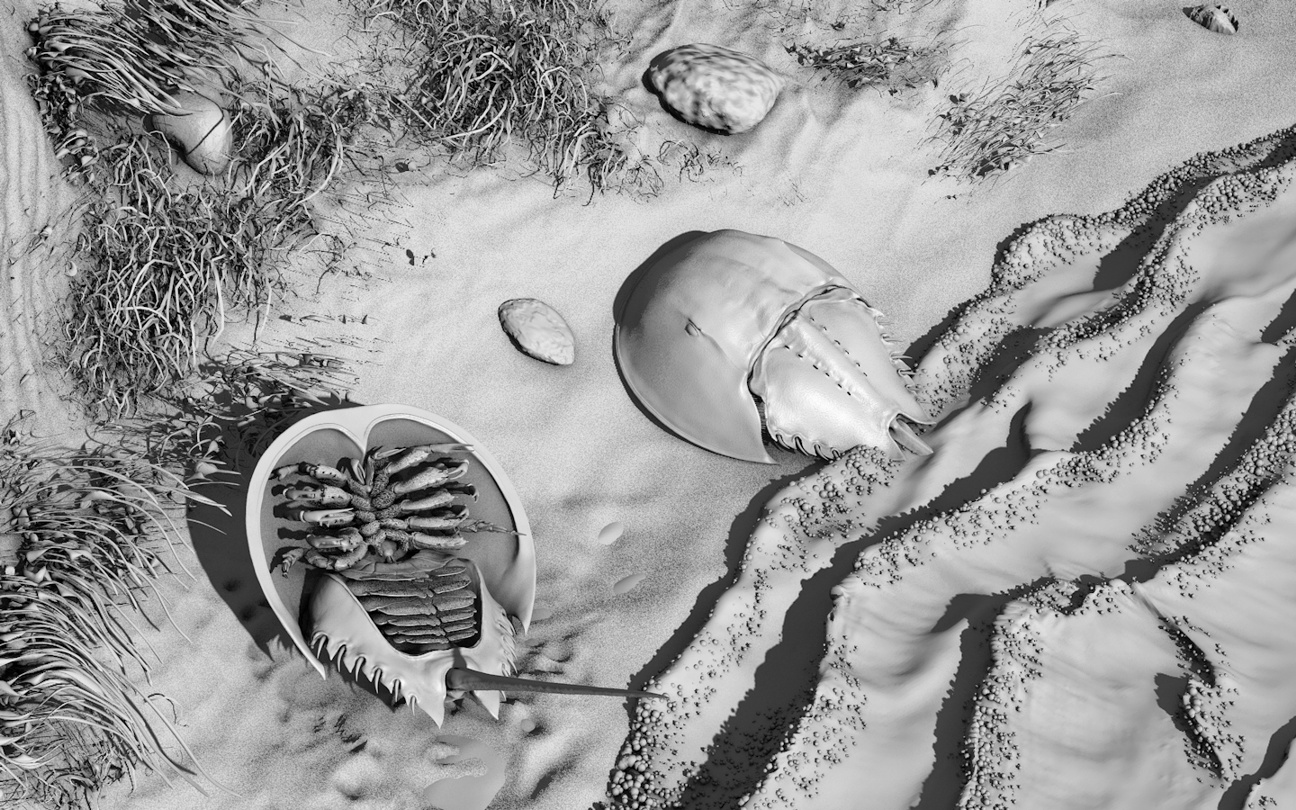 Limulus_coast_GS.jpg