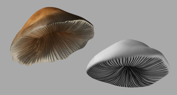 Shrooms.jpg