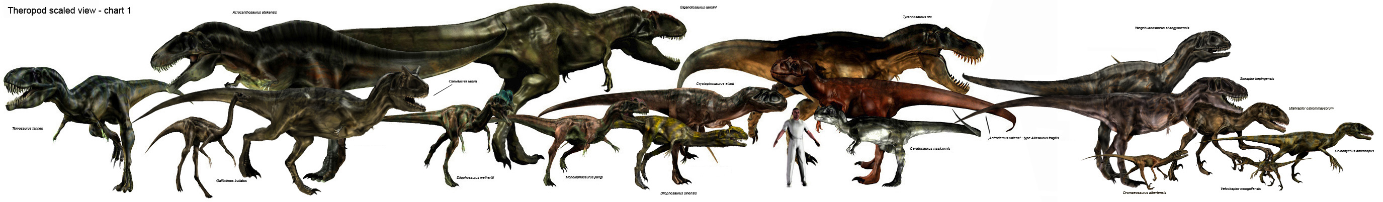 Theropod scaled chart 01.jpg