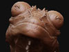 ZBC_THUMB.jpg