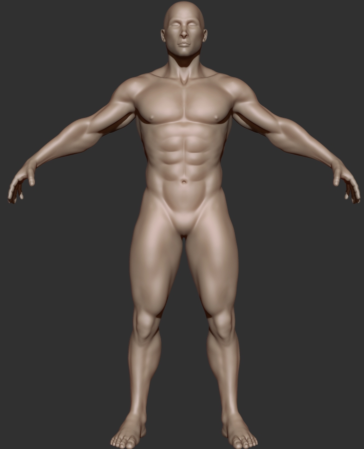 bodybuilder study_front.jpg