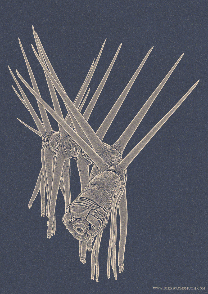 hallucigenia_illustration_04__by_dirk_wachsmuth_sg.jpg