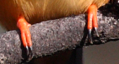 toes.jpg