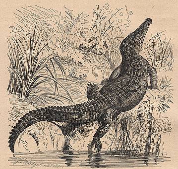 endaccFlorida Crocodile Crocodilus americanus bt gm.jpg