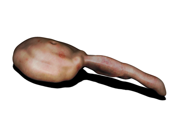 flesh org concept.jpg