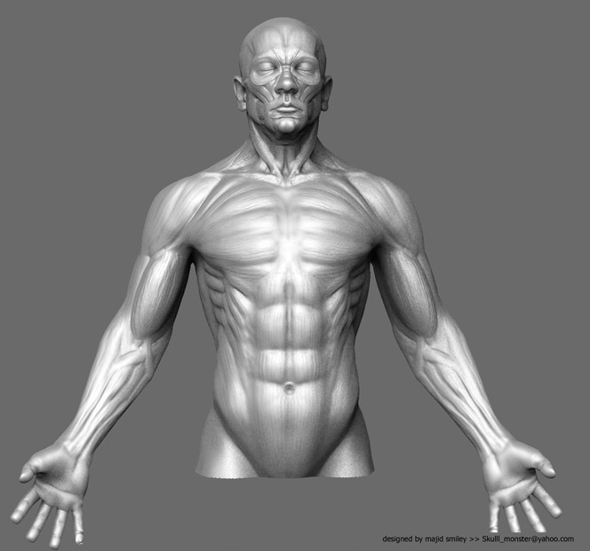 anatWip01d2.jpg