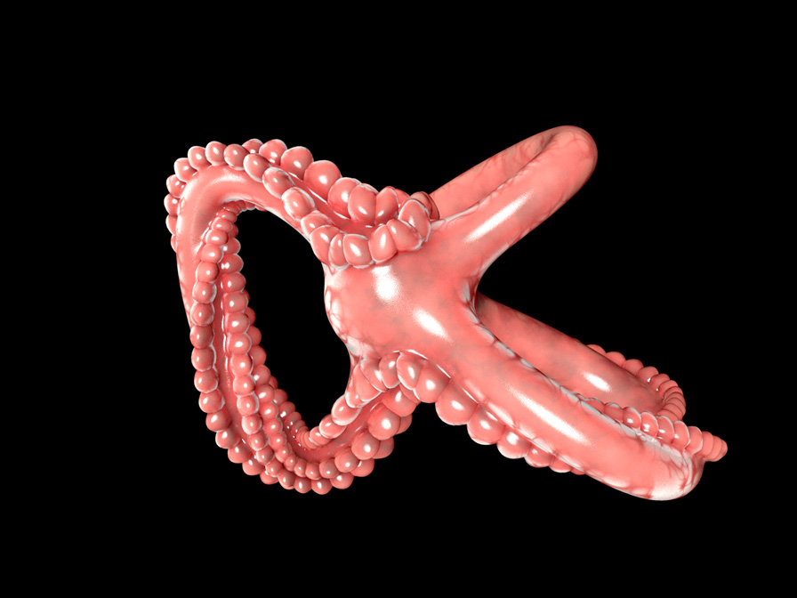Octopus.jpg