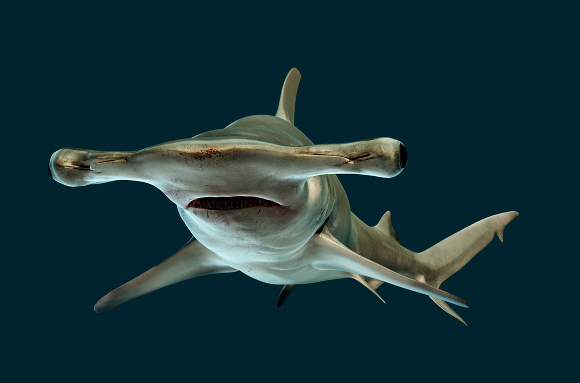 hammerhead shark - ZBrushCentral