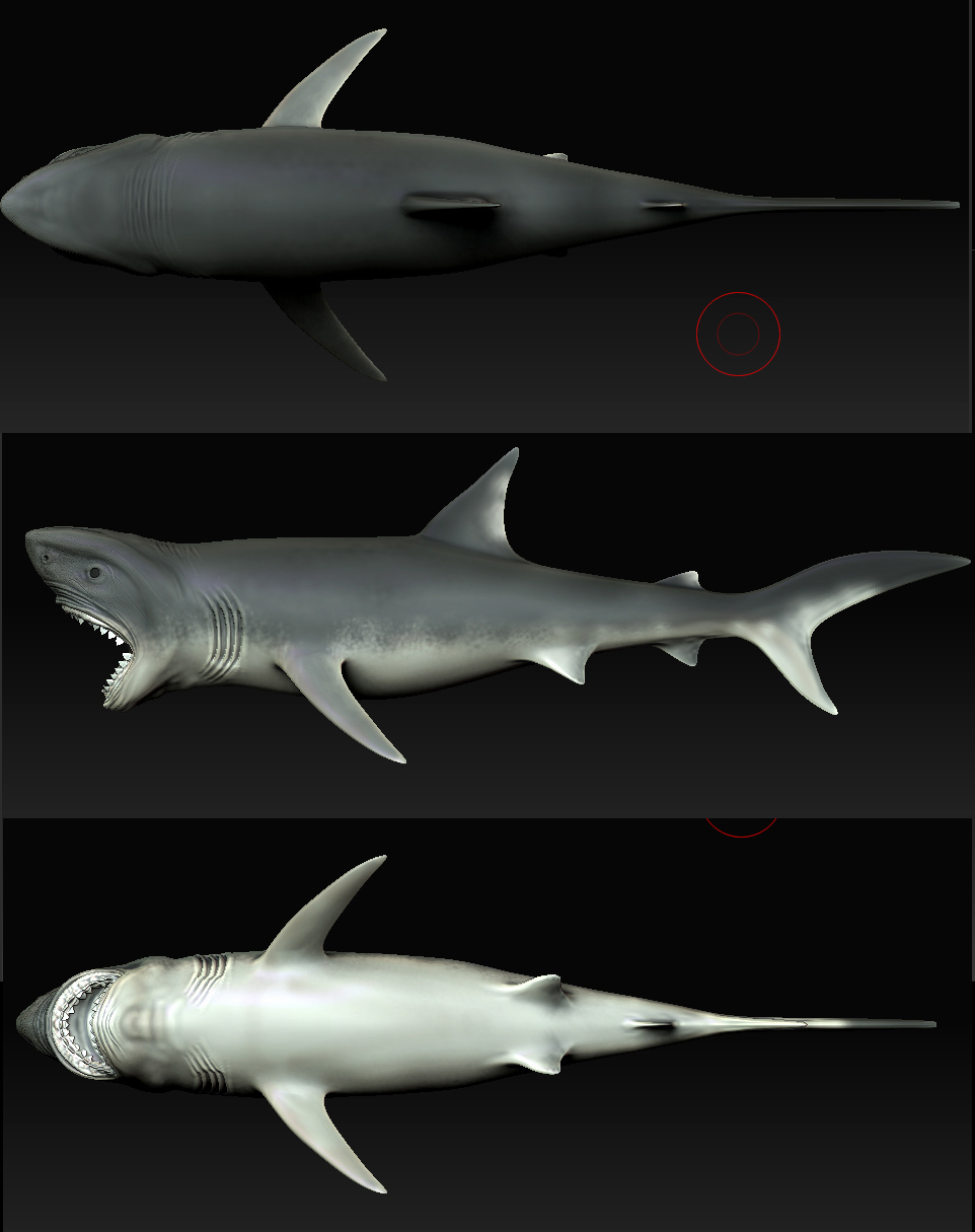 shark4.jpg