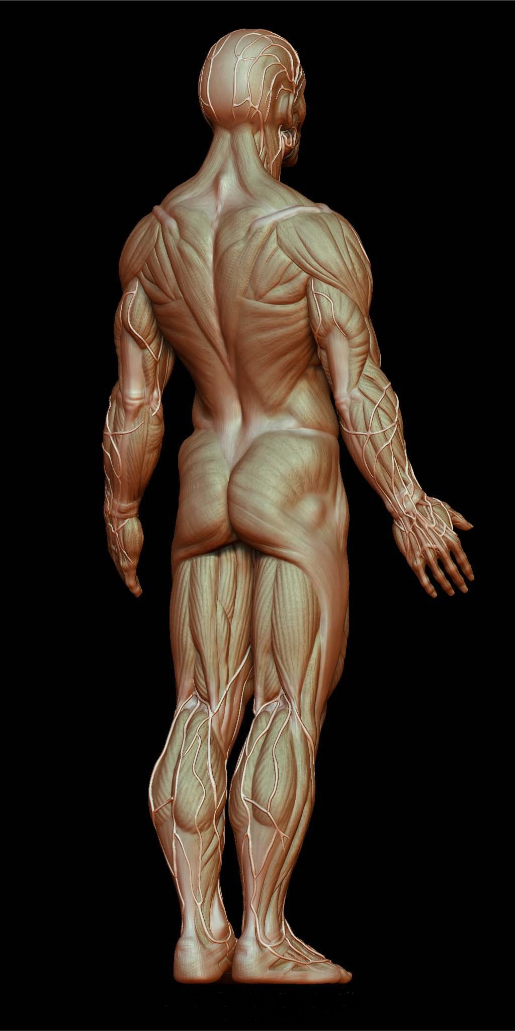 Anatomy Rear Reference.jpg