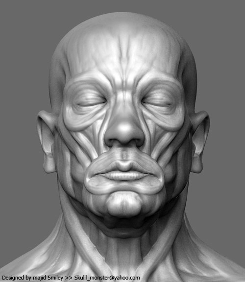 anatWip01b.jpg