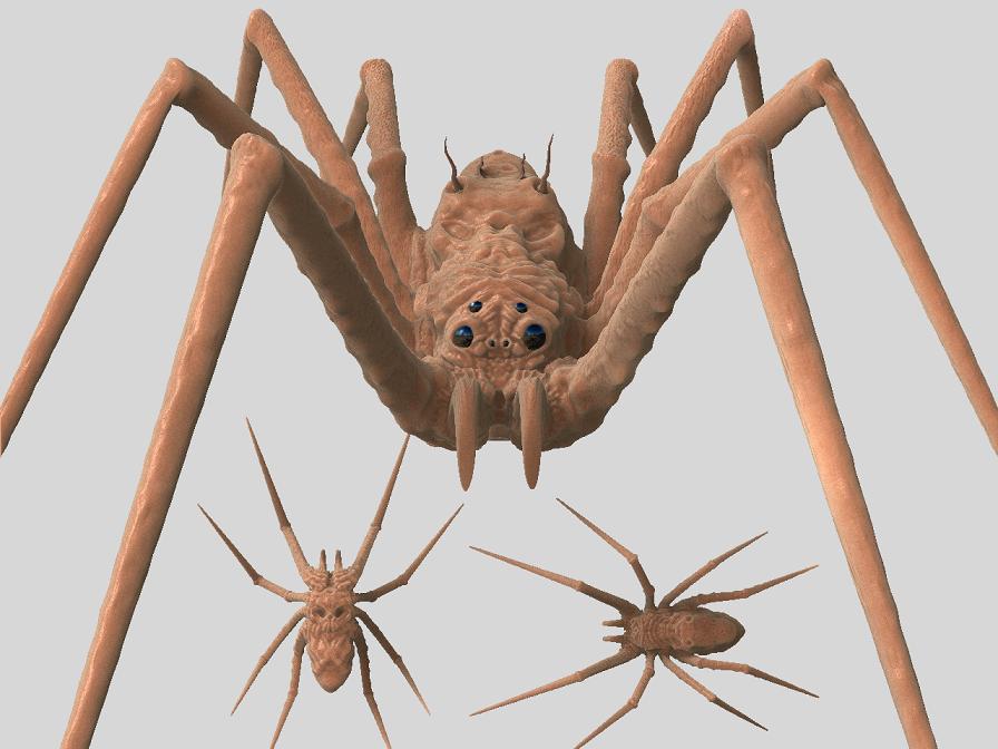 spider2.JPG