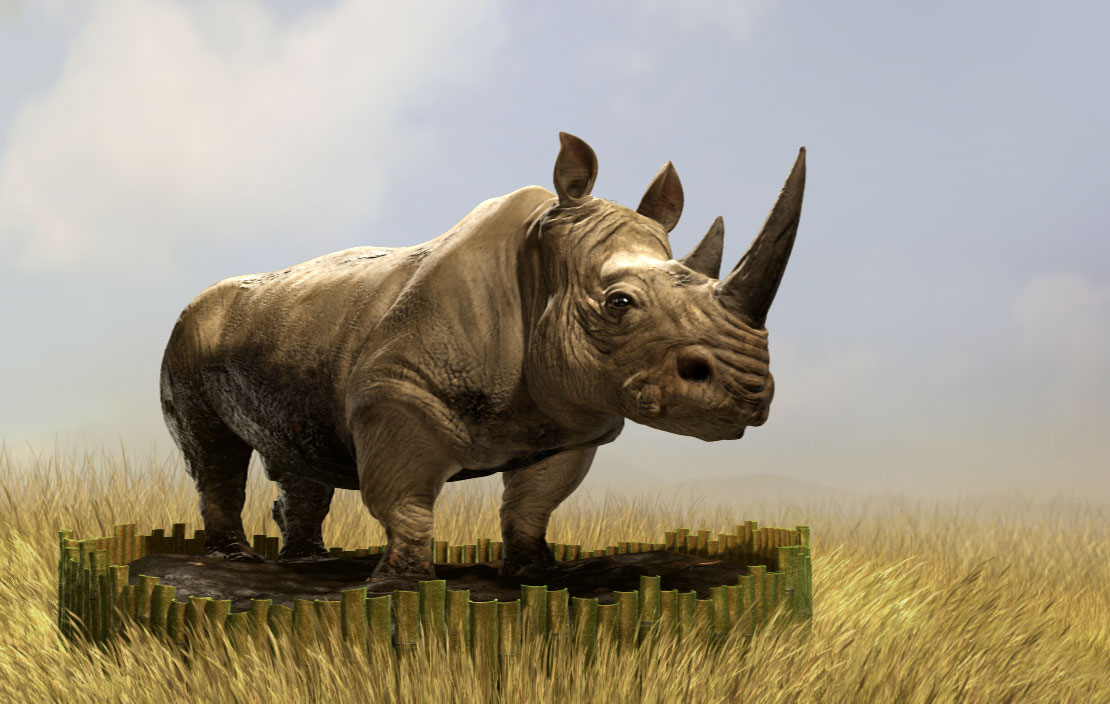 Rhino_NoseBump_ColorBG.jpg